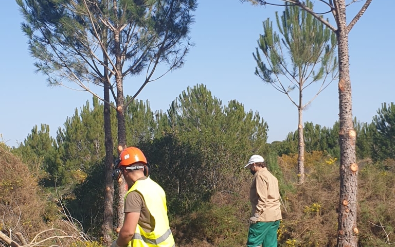 El Ayuntamiento de Almonte mantiene su apuesta por la gestión sostenible del monte mediante las cortas selectivas de pinos enfermos de hongos o con riesgo de caída