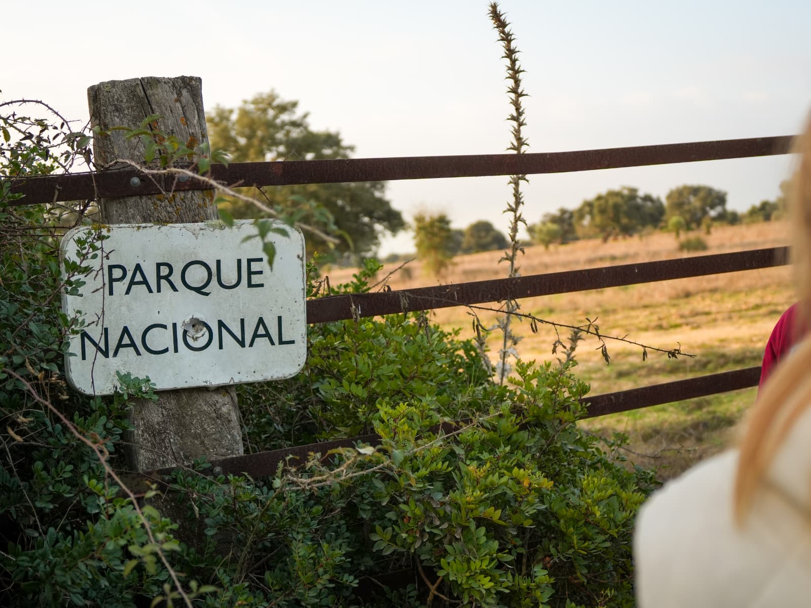 Almonte presenta alegaciones al Plan Director para una conservación de Doñana compatible con su realidad social y cultural