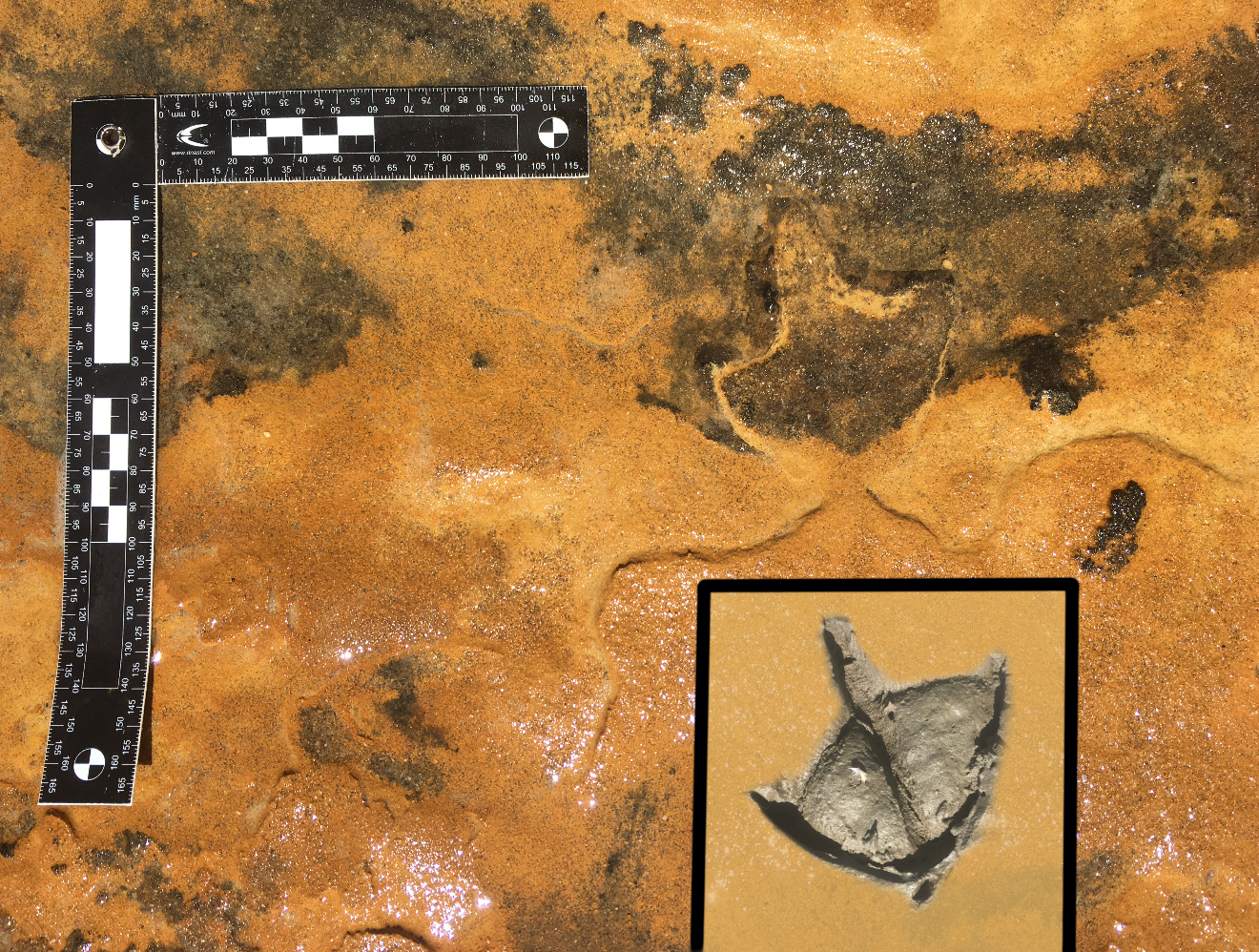 El yacimiento MTS en Matalascañas revela las primeras huellas fósiles de flamencos en Europa, con 150.000 años de antigüedad