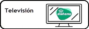 Televisión