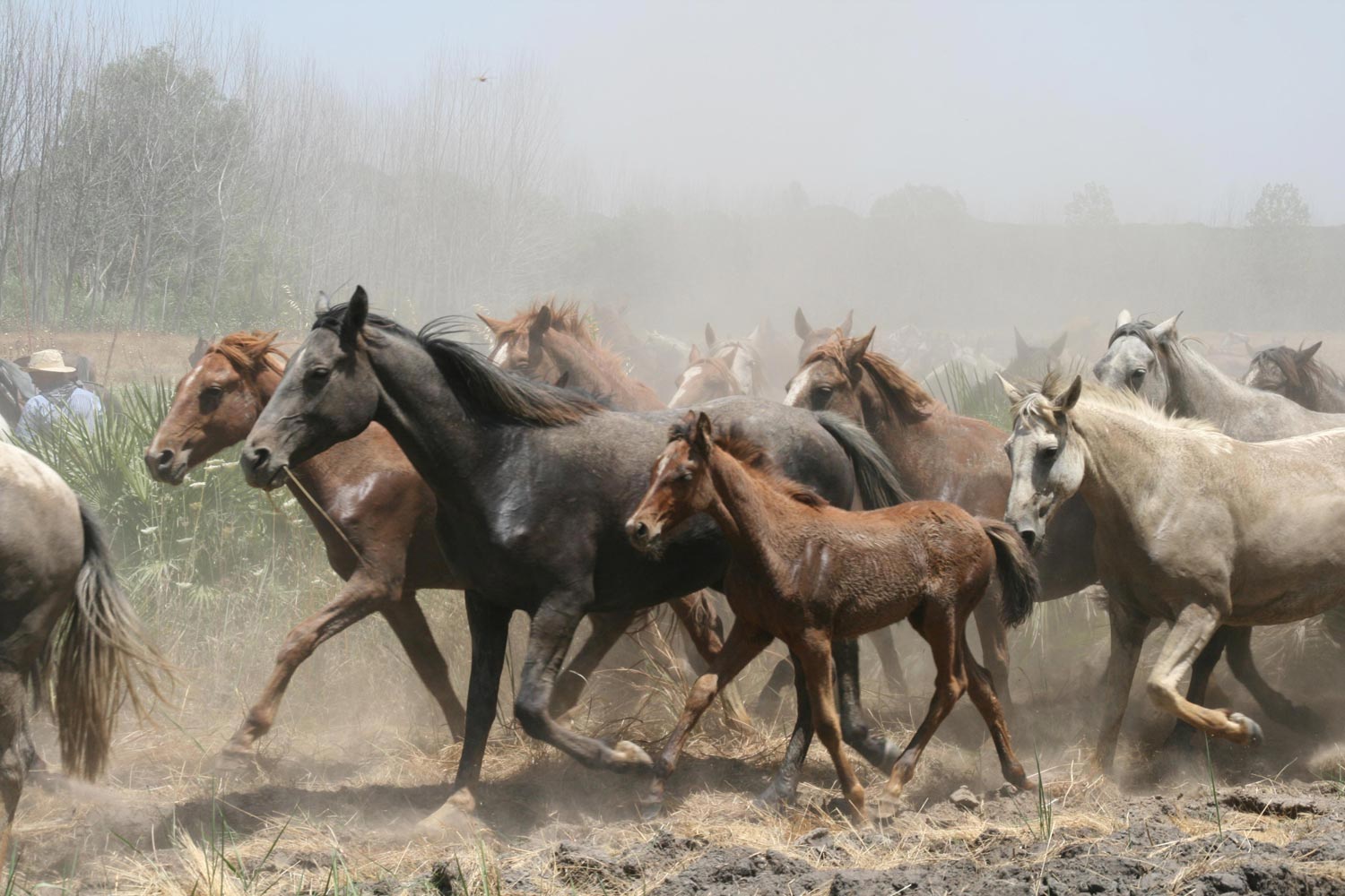 SACA-DE-LAS-YEGUAS-2008-031