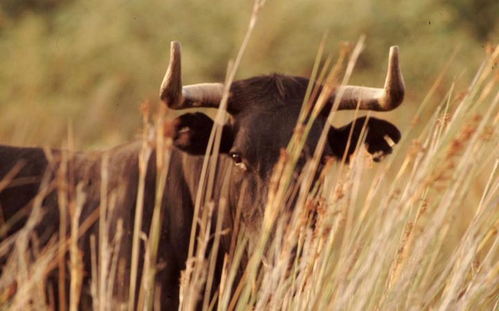 Donana-ayto-almonte-6