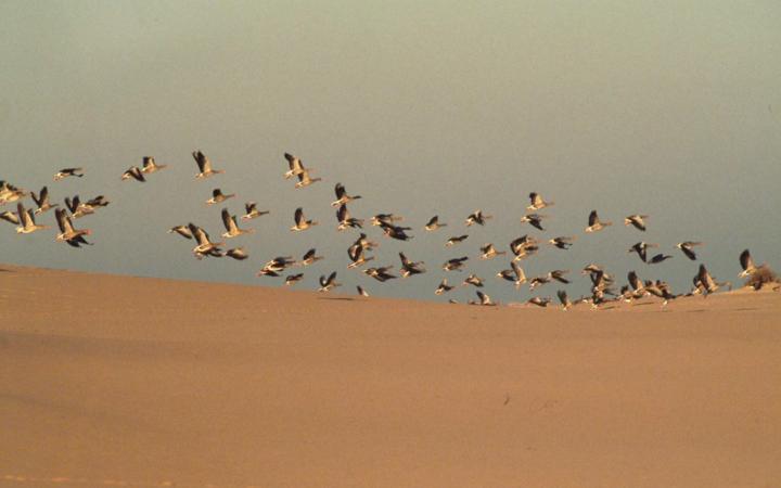 Donana-ayto-almonte-8_2