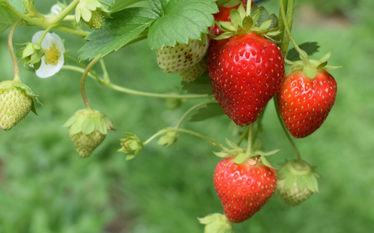 Un monumento reconocerá la labor de los agricultores, freseros y trabajadores de berries en Almonte