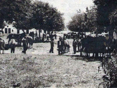 Feria de los Burros (1)