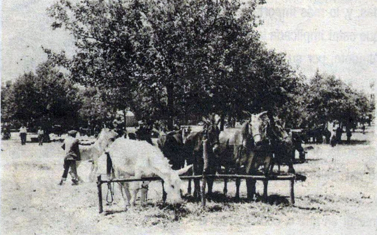 La Feria de San Pedro, una tradición centenaria que hunde sus raíces en el comercio ganadero de Almonte