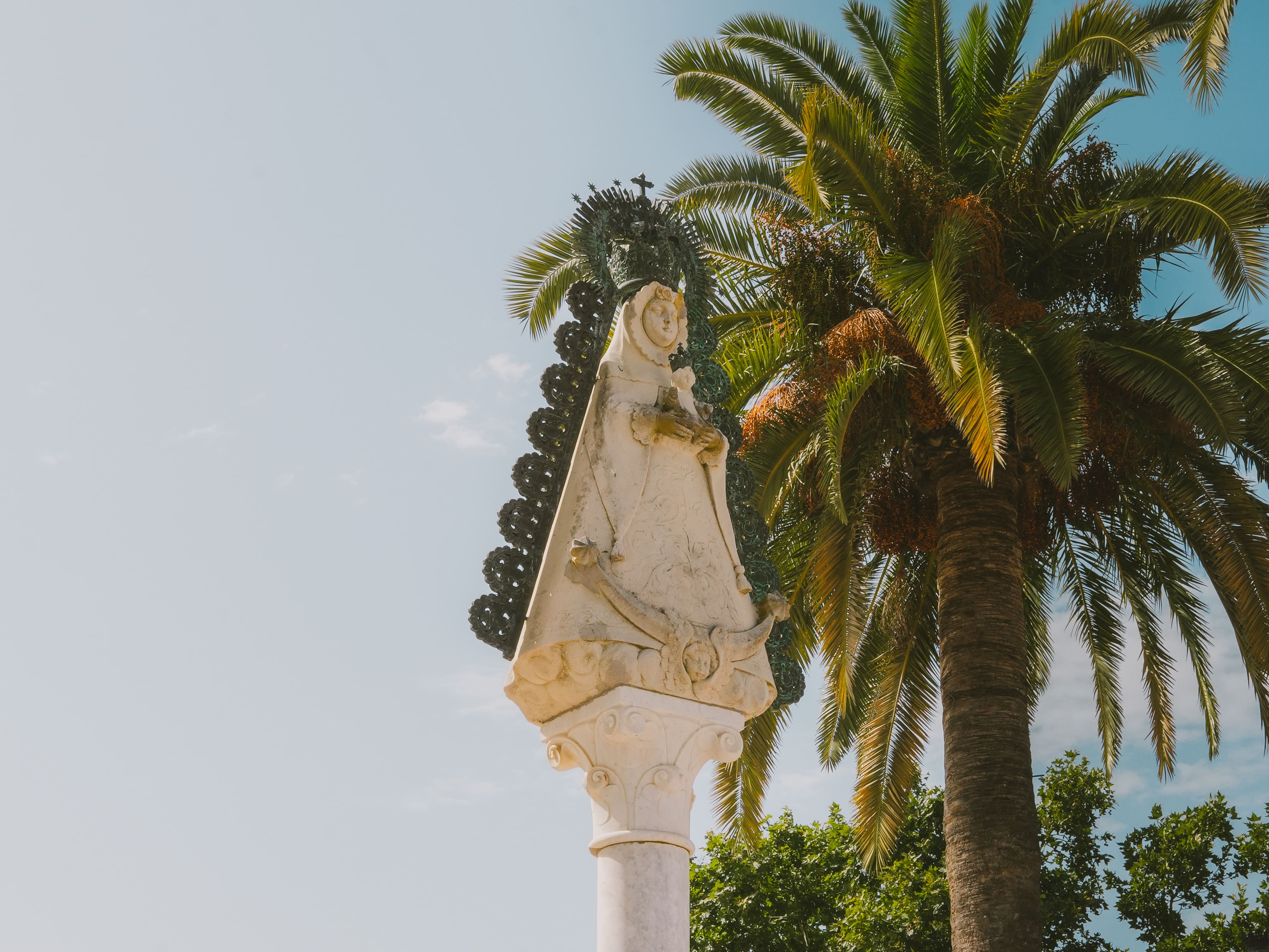 replantación palmera Real (1) (1)