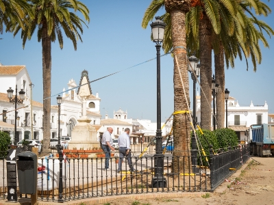 replantación palmera Real (2) (1)