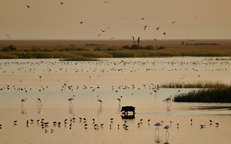 El 80% de los proyectos ambientales para Doñana se concentran en Almonte, cuestionando de nuevo el reparto de fondos del Miteco