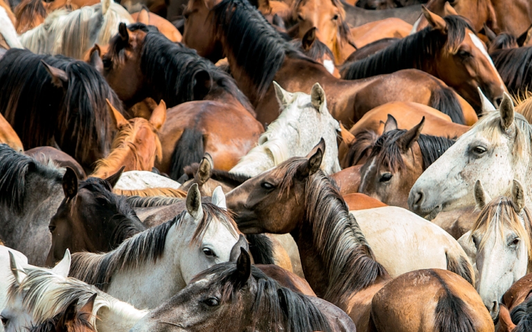 La Asociación Nacional de Criadores de Ganado Marismeño reclama medidas urgentes para proteger sus animales ante las inundaciones