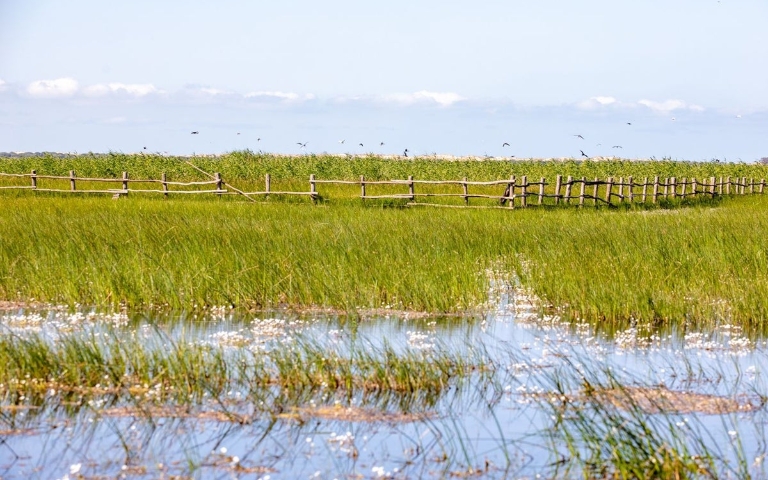 Estallido de vida en Doñana