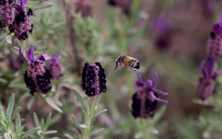 La Estación Biológica de Doñana estudia cómo el cambio global afecta a las abejas y su relación con las plantas