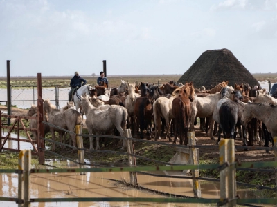 Ganaderos en Doñana (3)