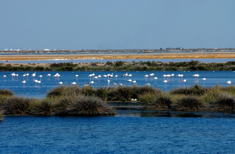 La alcaldesa de Almonte edita un “Bando sobre el proyecto de gas en Doñana”.