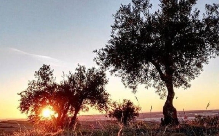 El Ayuntamiento de Almonte convoca una subvención destinadas a la dinamización de cultivos tradicionales de secano de olivar y viñedos