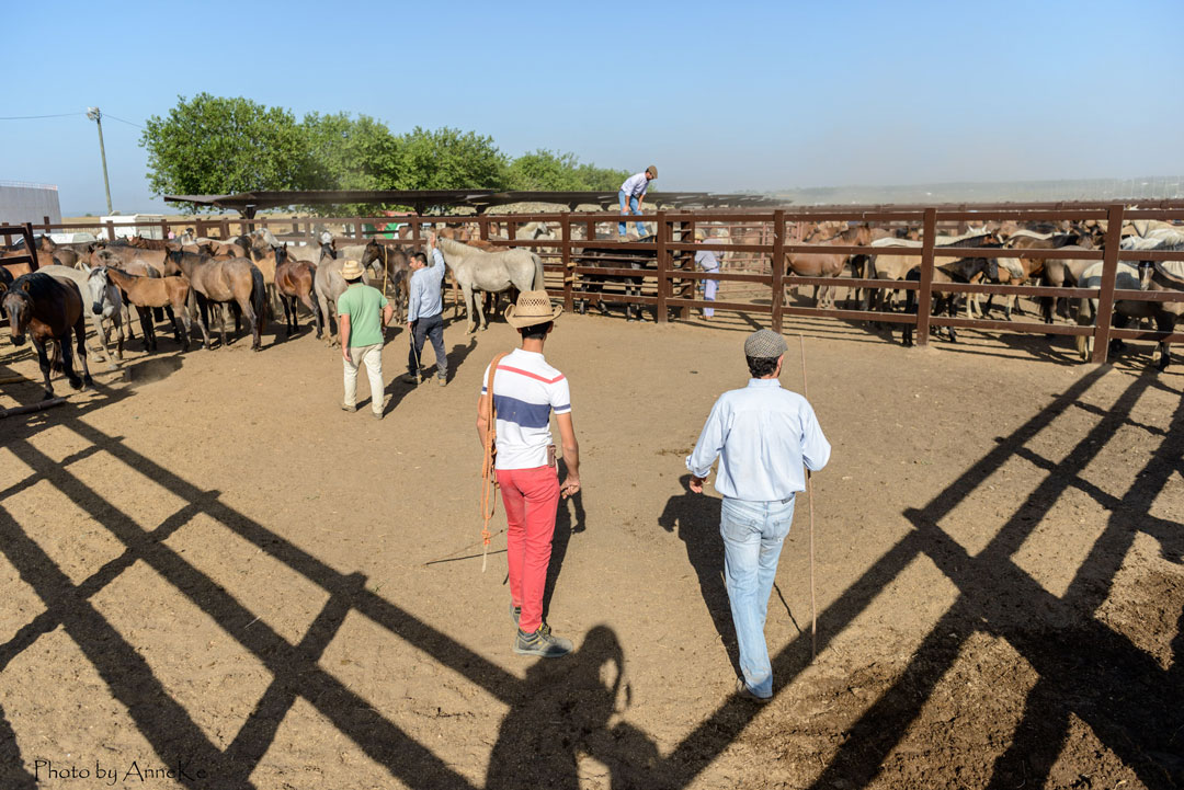 La-huerta-de-la-Cañada--(17)